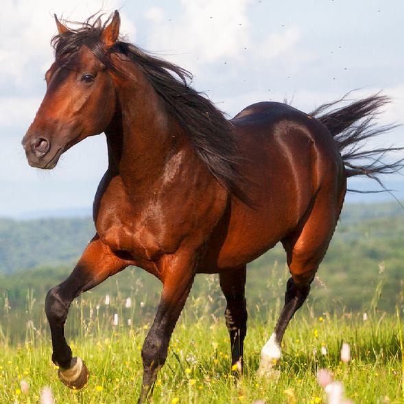 Horse 1
